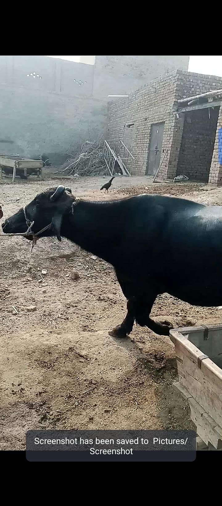 fresh 0