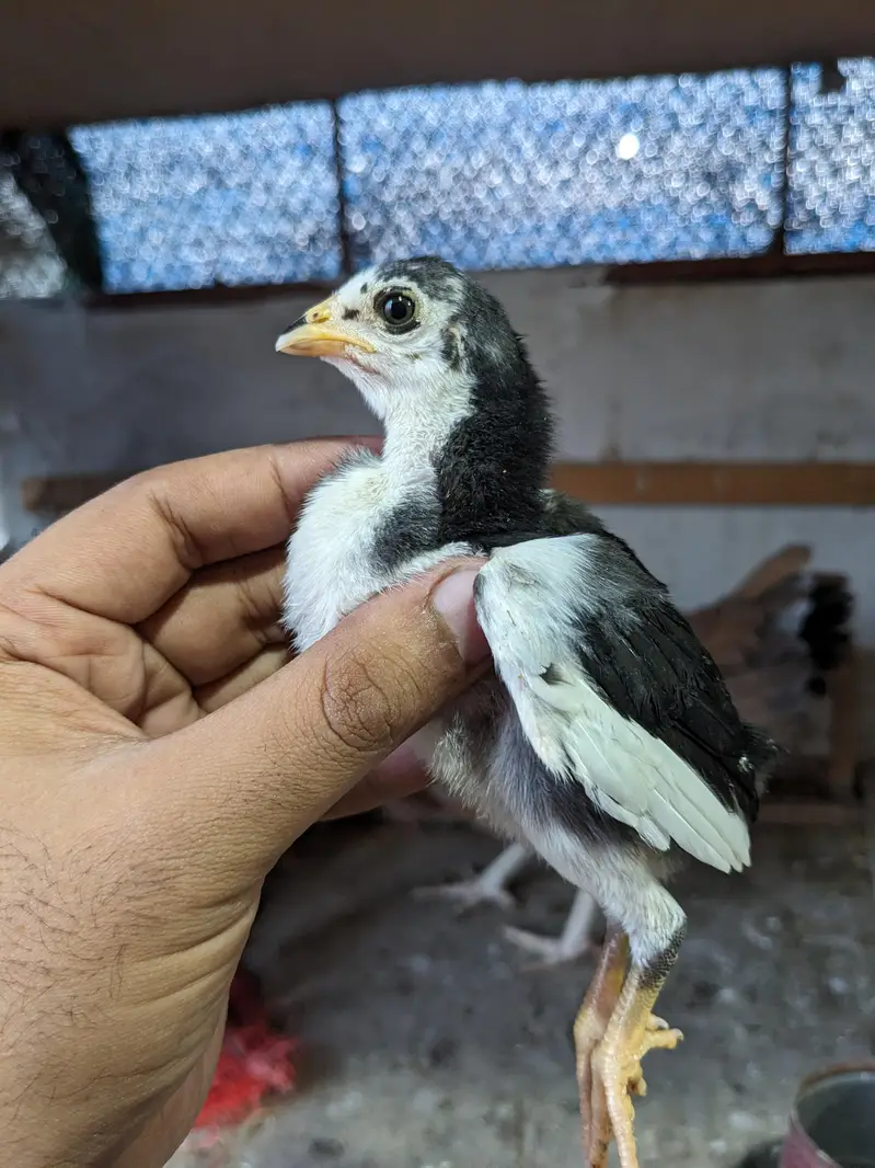 Lasani Aseel Chicks — photo 2