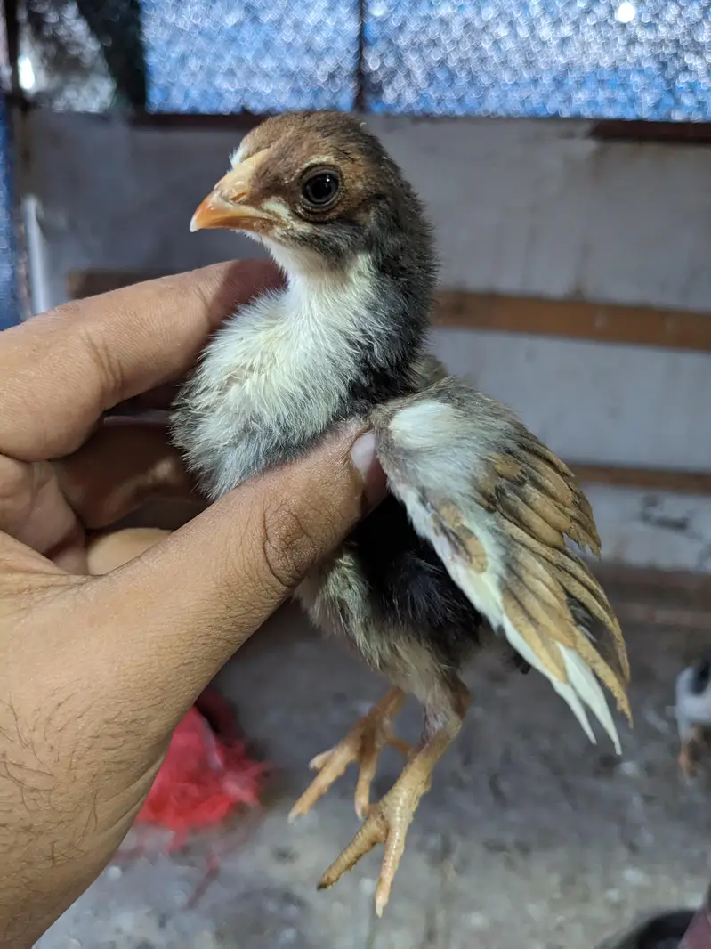 Lasani Aseel Chicks — photo 3