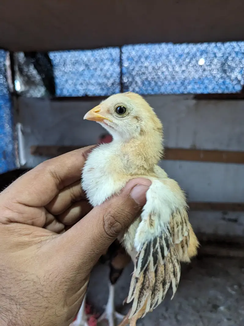 Lasani Aseel Chicks — photo 4