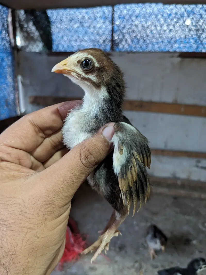 Lasani Aseel Chicks — photo 5