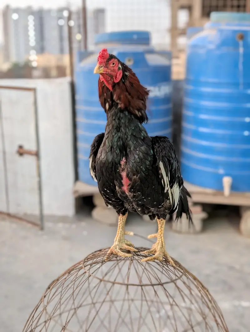 Lasani Aseel Chicks — photo 6
