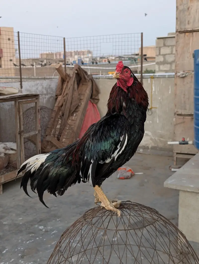 Lasani Aseel Chicks — photo 7
