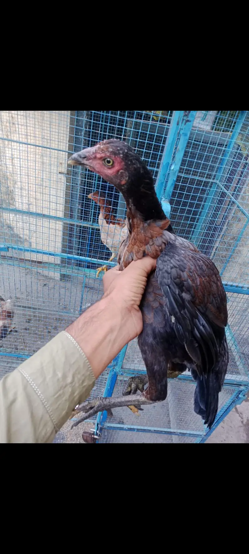Desi and Aseel birds for sale — photo 4