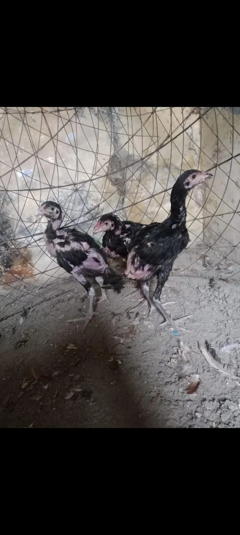 Desi and Aseel birds for sale — photo 5