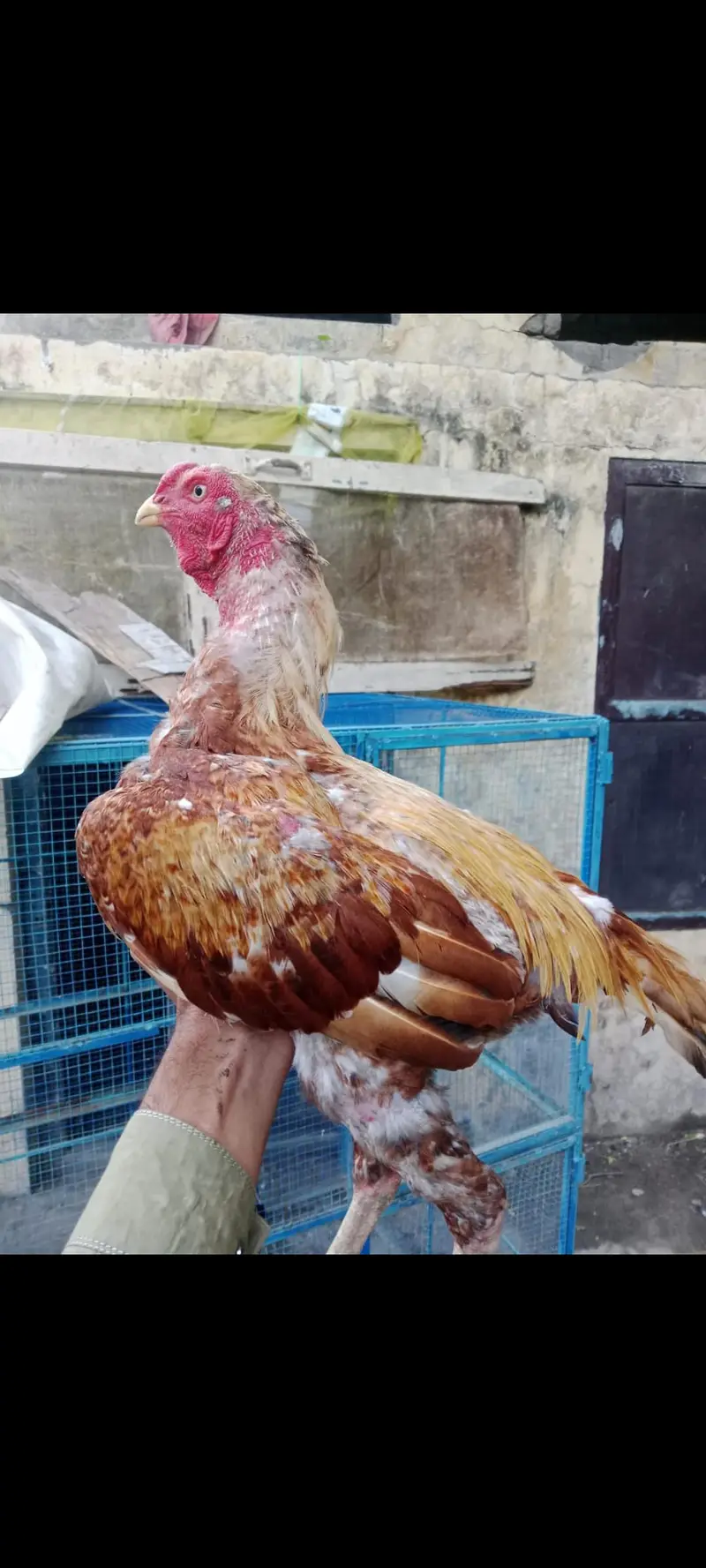 Desi and Aseel birds for sale — photo 6