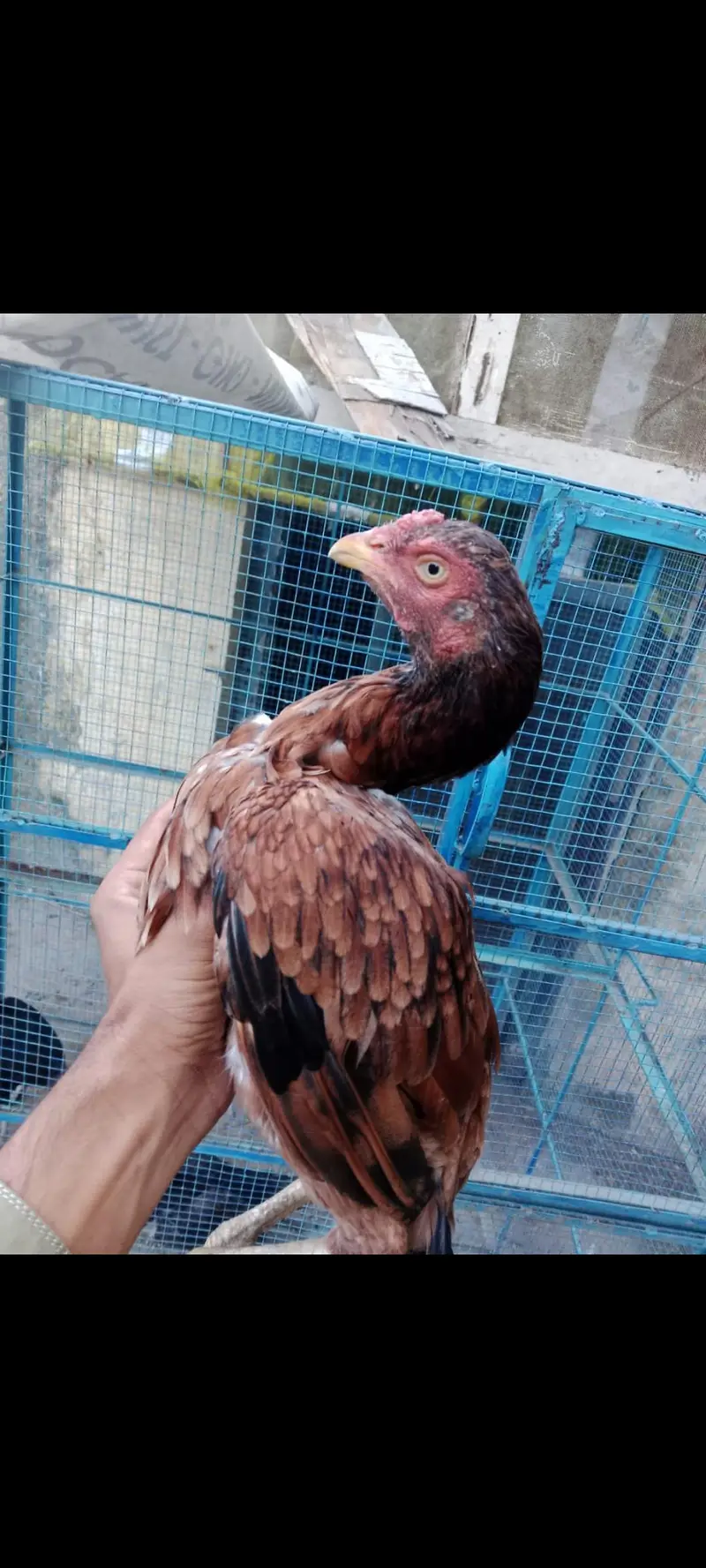 Desi and Aseel birds for sale — photo 7
