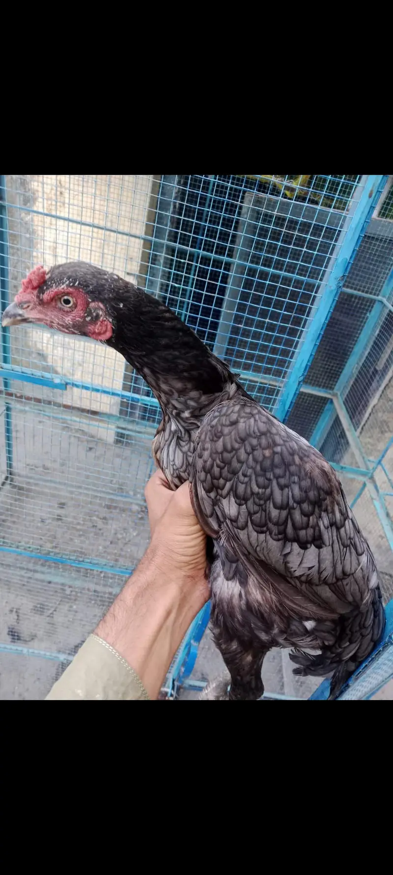 Desi and Aseel birds for sale — photo 8