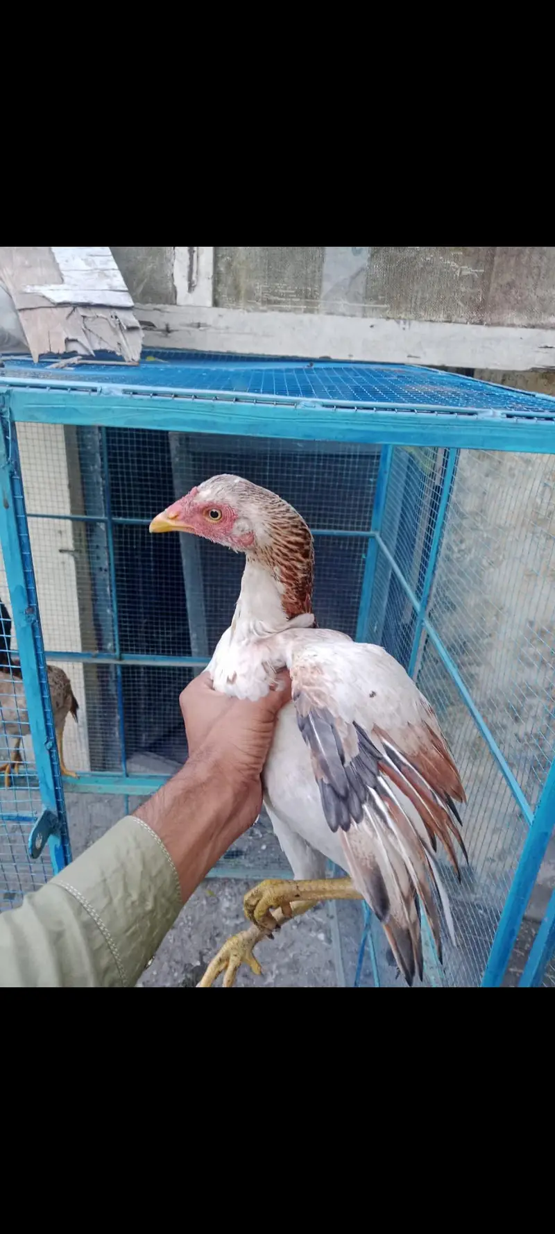 Desi and Aseel birds for sale — photo 9