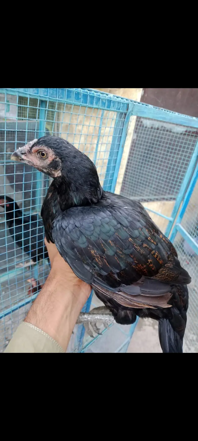Desi and Aseel birds for sale — photo 10