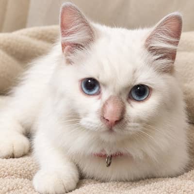 Beautiful White Persian Triple Coat Female Cat for Sale – 5 Months