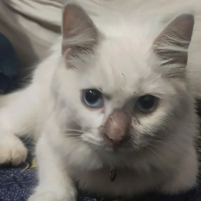 Beautiful White Persian Triple Coat Female Cat for Sale – 5 Months — photo 2