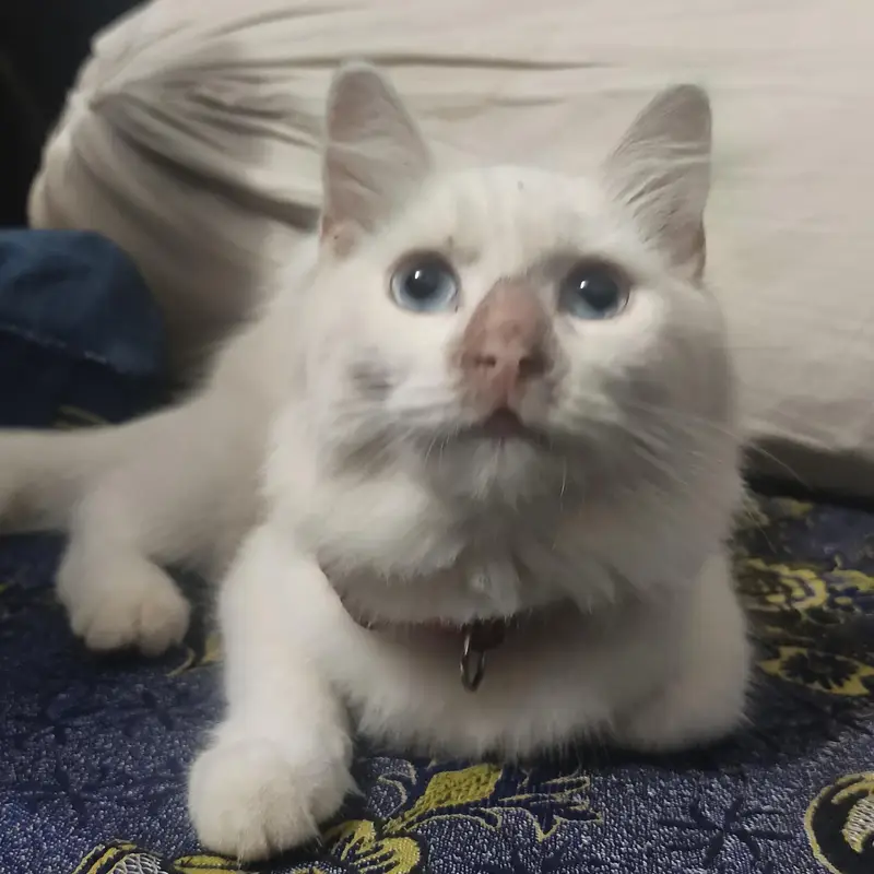 Beautiful White Persian Triple Coat Female Cat for Sale – 5 Months — photo 3