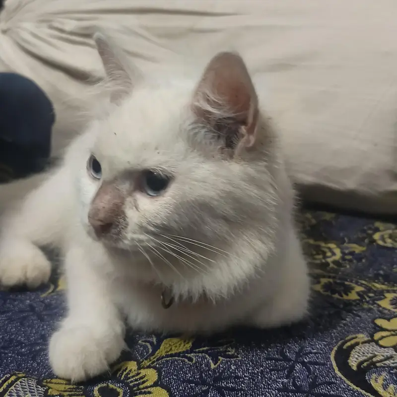 Beautiful White Persian Triple Coat Female Cat for Sale – 5 Months — photo 4
