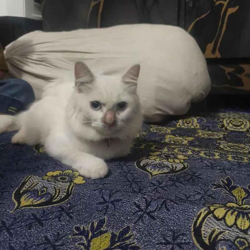 Beautiful White Persian Triple Coat Female Cat for Sale – 5 Months — photo 5