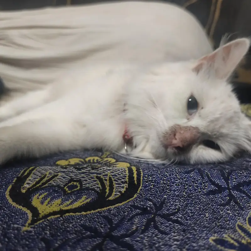 Beautiful White Persian Triple Coat Female Cat for Sale – 5 Months — photo 6