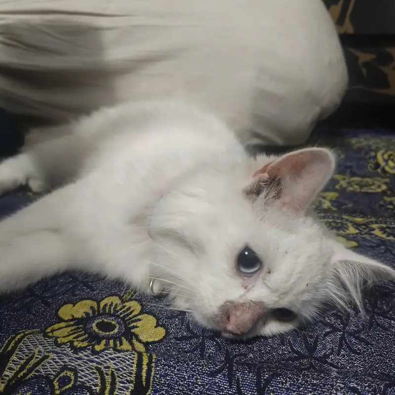 Beautiful White Persian Triple Coat Female Cat for Sale – 5 Months — photo 7