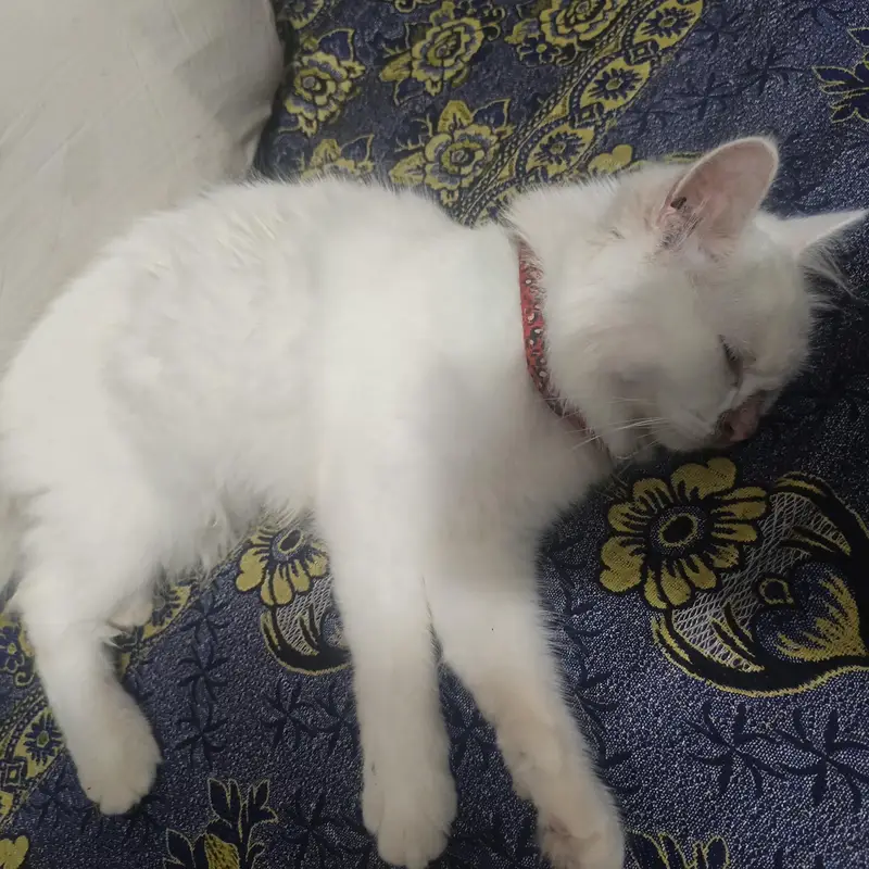 Beautiful White Persian Triple Coat Female Cat for Sale – 5 Months — photo 8