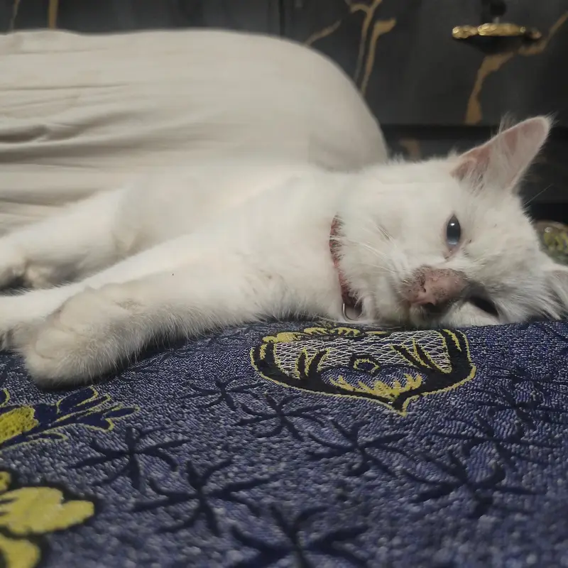 Beautiful White Persian Triple Coat Female Cat for Sale – 5 Months — photo 9