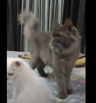 grey persian cat