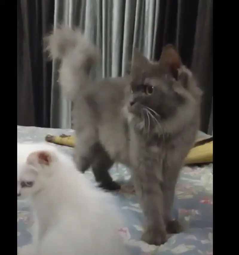 grey persian cat