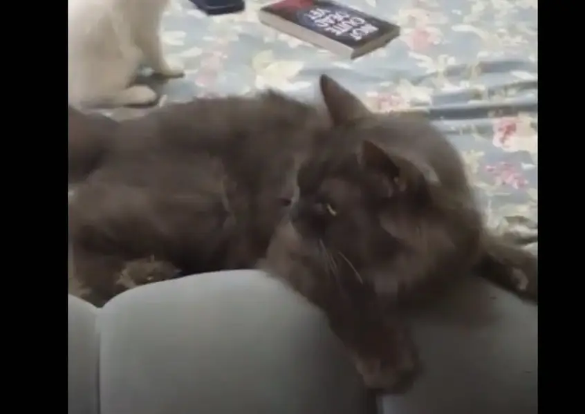 grey persian cat — photo 2