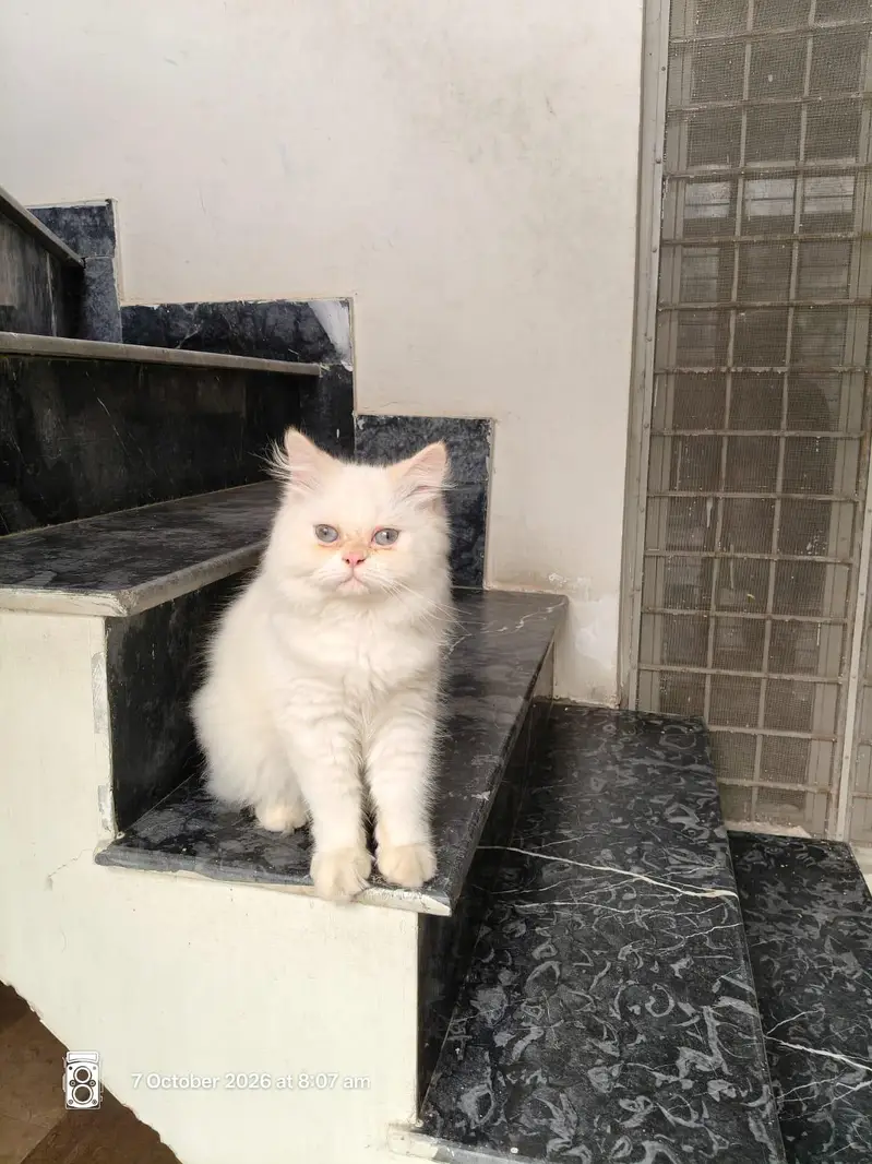 Himalayan cat pure breed 03244949704cal and Whatsapp