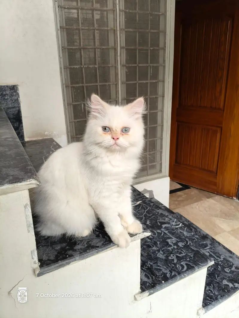Himalayan cat pure breed 03244949704cal and Whatsapp — photo 2