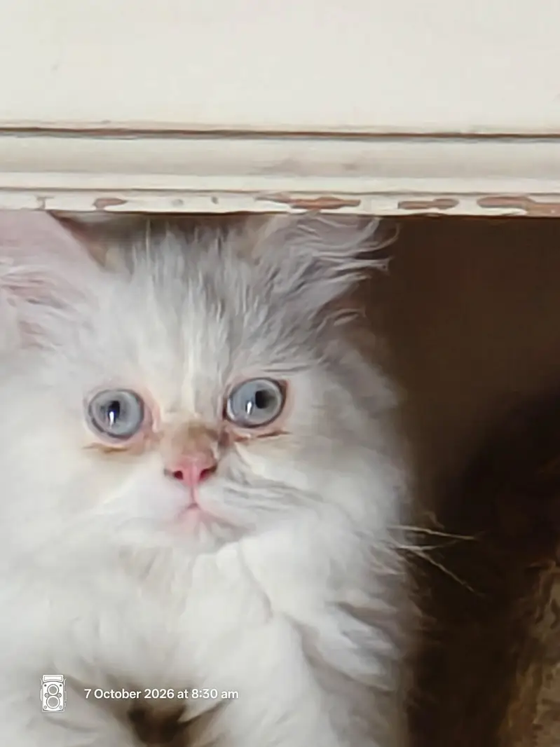 Himalayan cat pure breed 03244949704cal and Whatsapp — photo 4