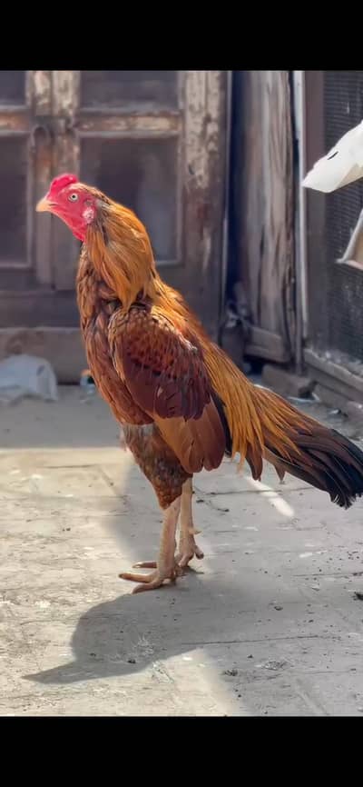 mianwali ka peela bredar male 22oo mohra mazbot gand jorr