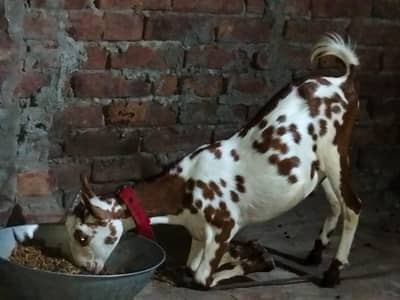 Healthy and active Barbara male for sale