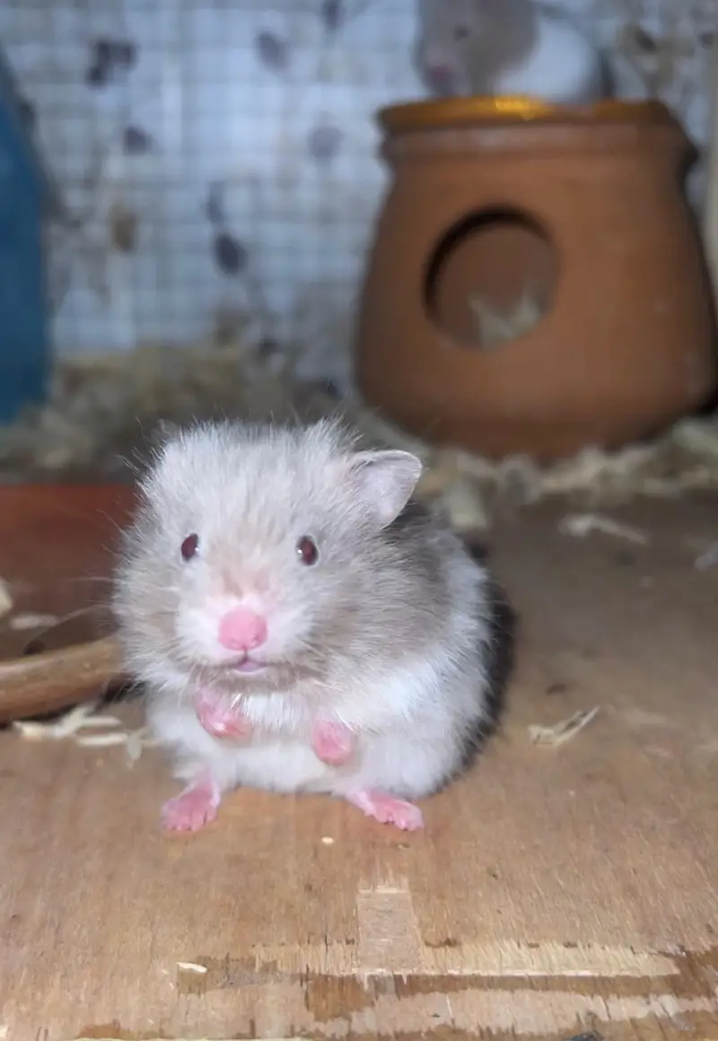 babies Syria hamster — photo 2