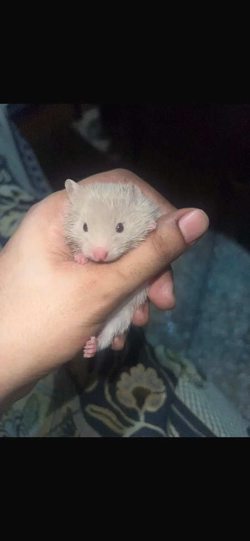 babies Syria hamster — photo 3