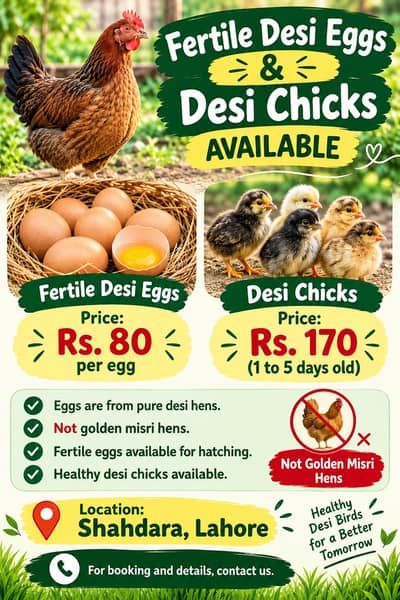 Pure Desi Fertile Eggs & Desi Chicks