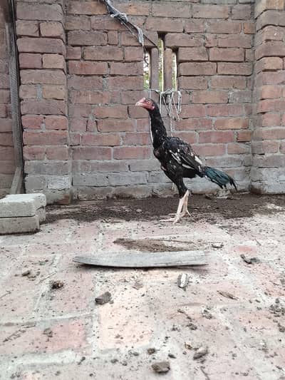 Aseel patha