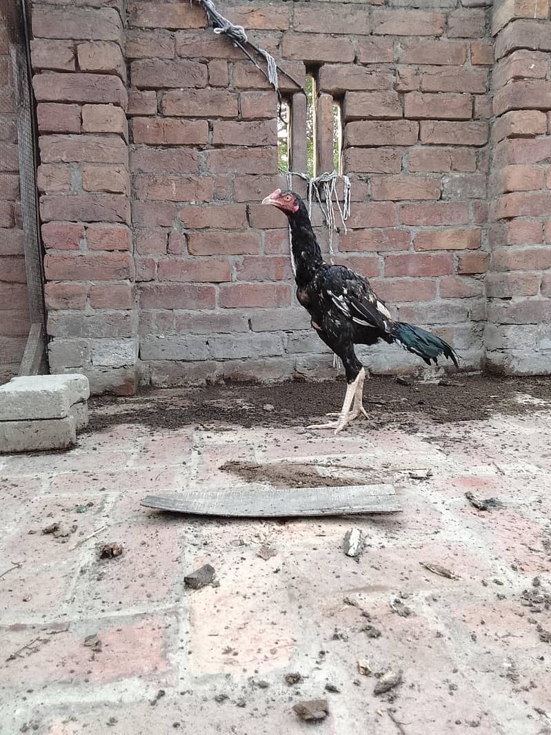 Aseel patha 0