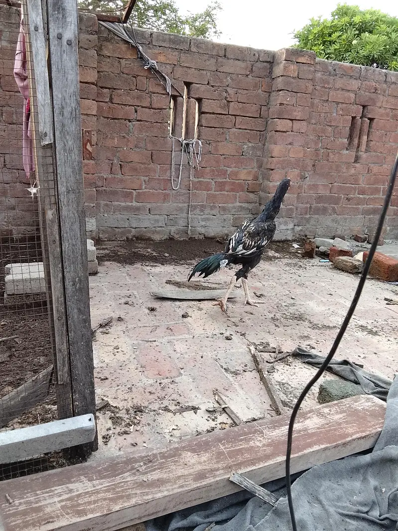 Aseel patha — photo 2