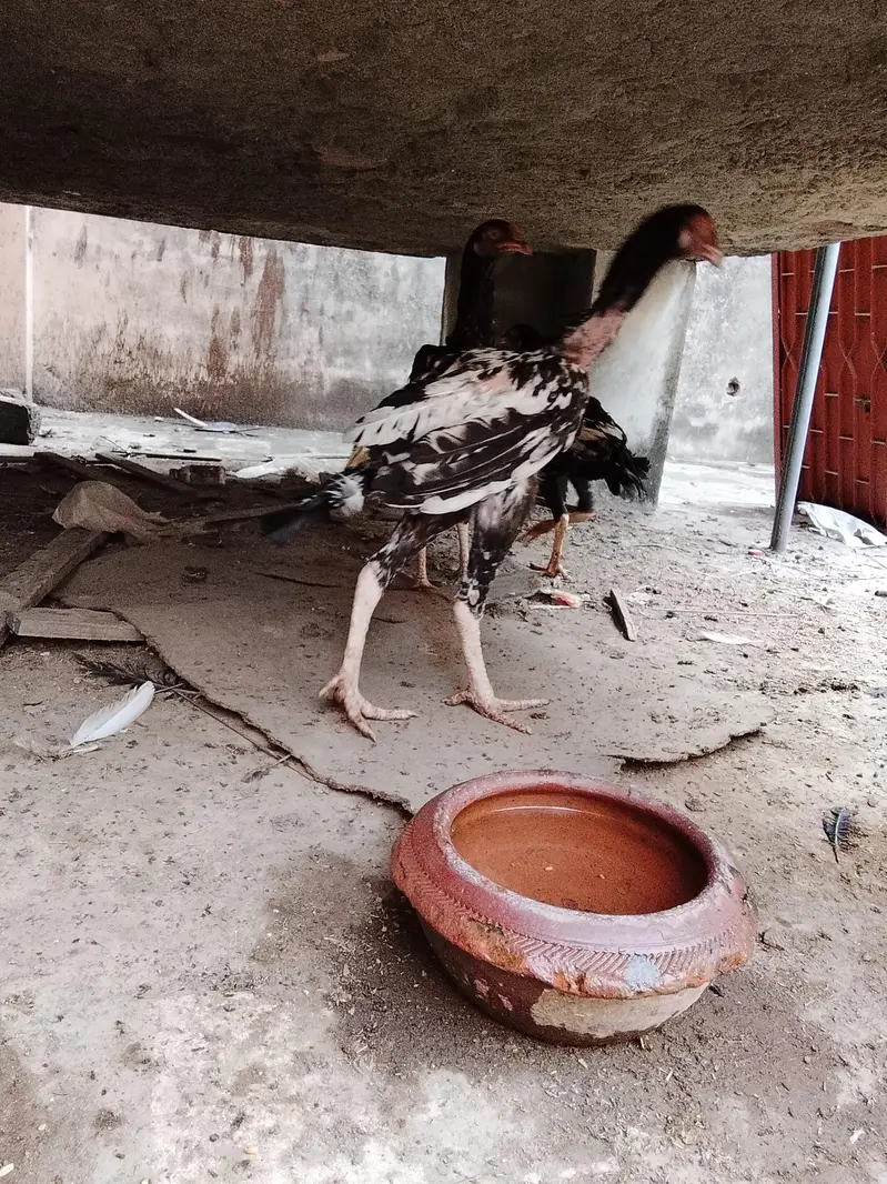 Aseel patha — photo 4