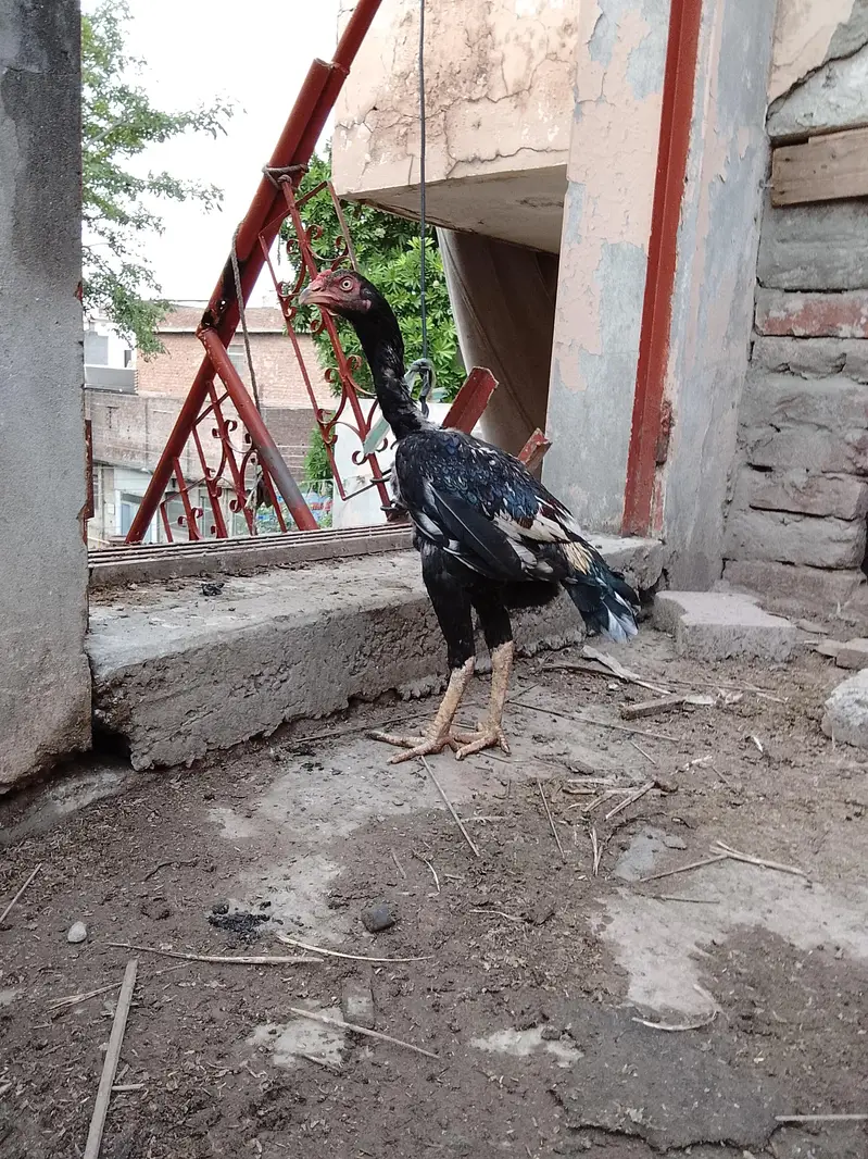 Aseel patha — photo 8