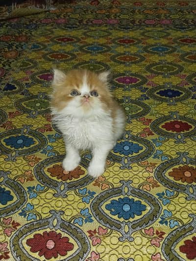 catssale