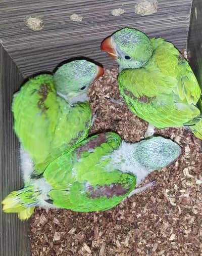 Kashmiri Raw Chicks Male For Urgent Sale