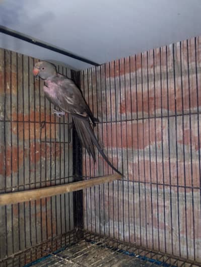 grey ring neck male available