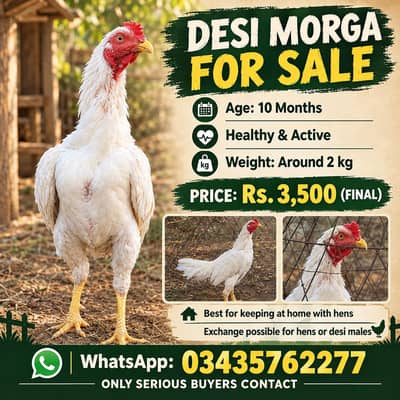 EXCHNAGE WITH DESI HENS OR CHIKS