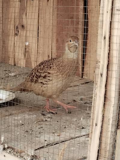 Sale King Size Irani Breeder Pair
