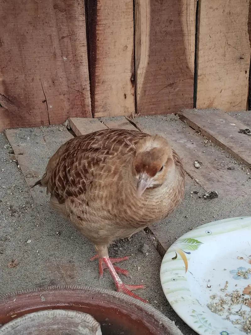 Sale King Size Irani Breeder Pair — photo 3