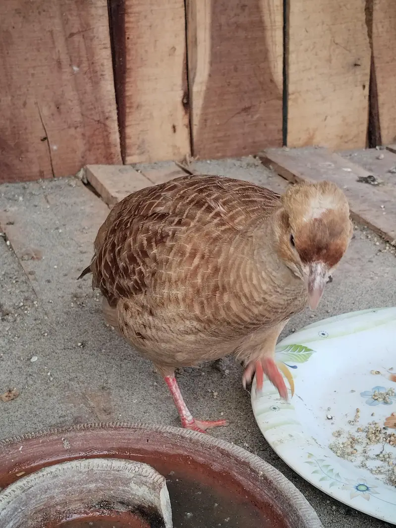Sale King Size Irani Breeder Pair — photo 4