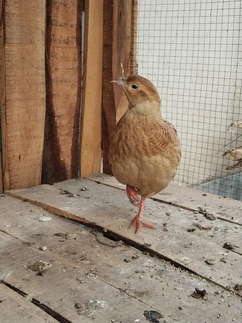 Sale King Size Irani Breeder Pair — photo 5