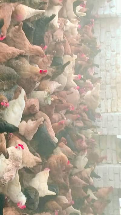 Egg laying hens available