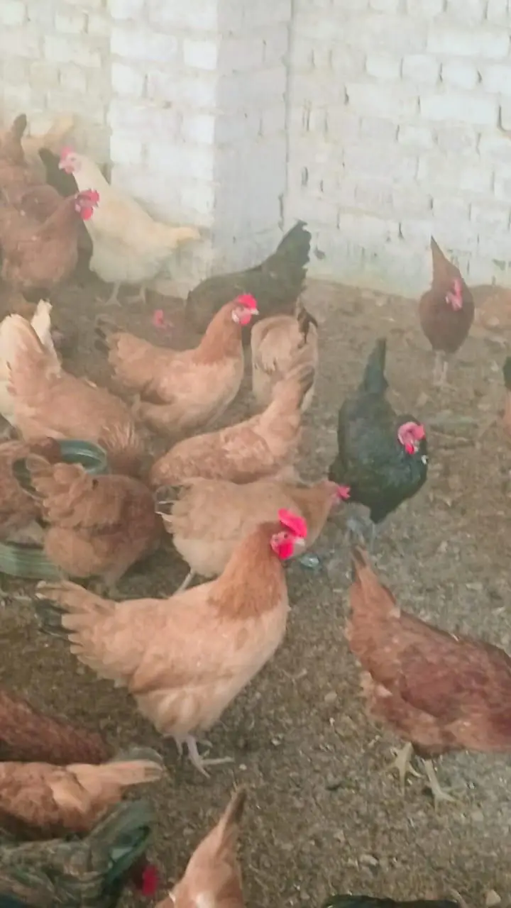 Egg laying hens available — photo 2