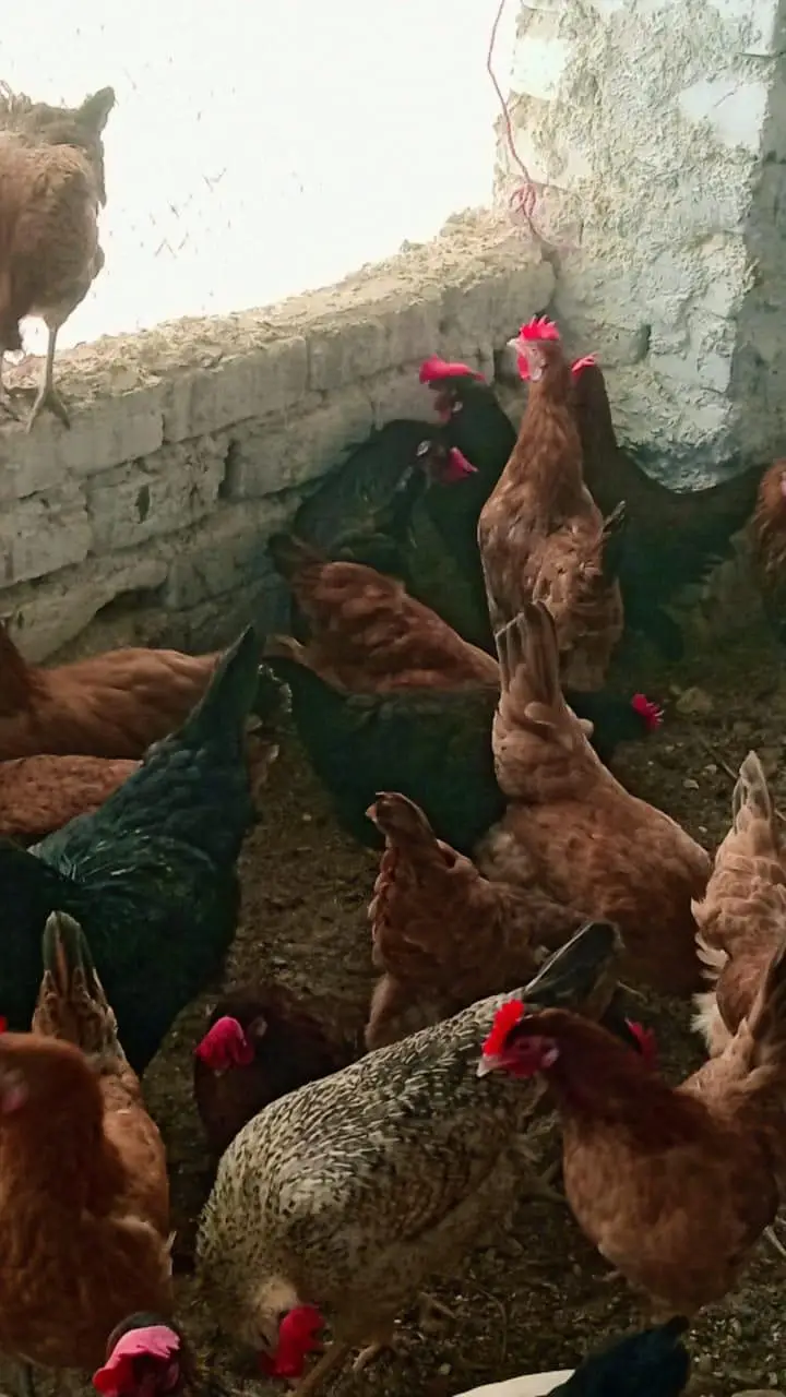 Egg laying hens available — photo 3